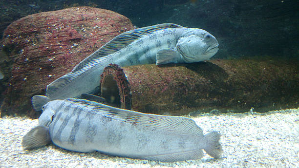 istock Sea wolf fish - Anarhichas lupus 186737339