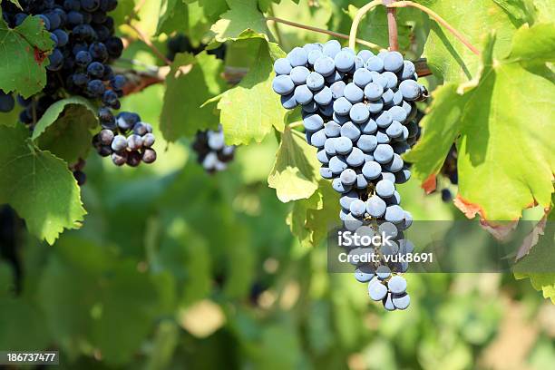 レッドワイン用のブドウ園に成長し - つる草のストックフォトや画像を多数ご用意 - つる草, みずみずしい, イタリア