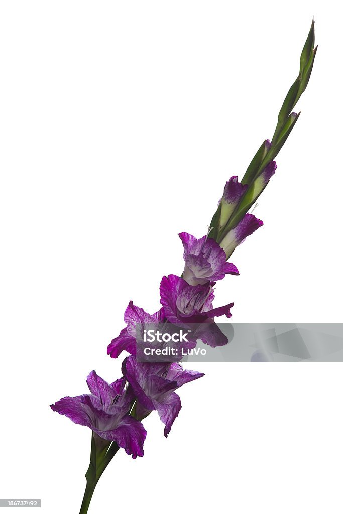 Gladiolo - Foto stock royalty-free di Bellezza naturale