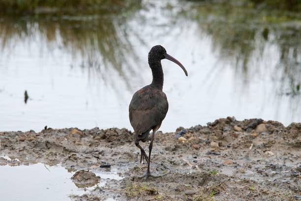 istock Glossy Ibis black wader water bird 1867375251