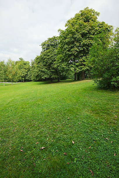 istock Green park  with large old decideous trees and shaded areas. 186737558