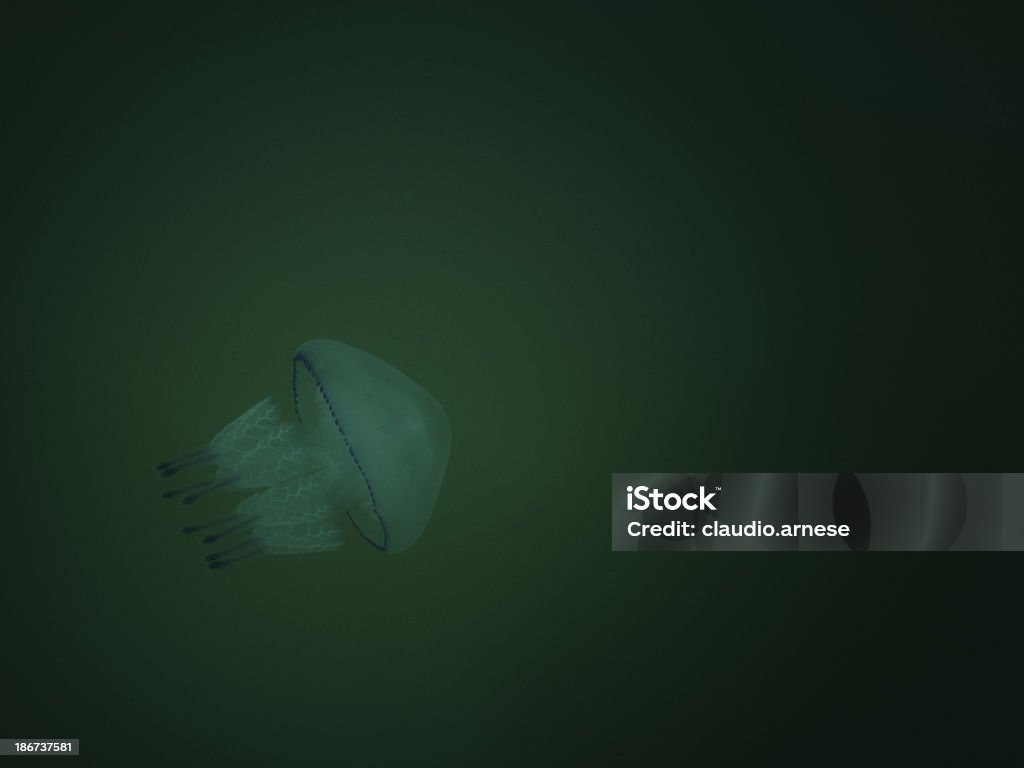 Méduse. Image en couleur - Photo de Animaux à l'état sauvage libre de droits