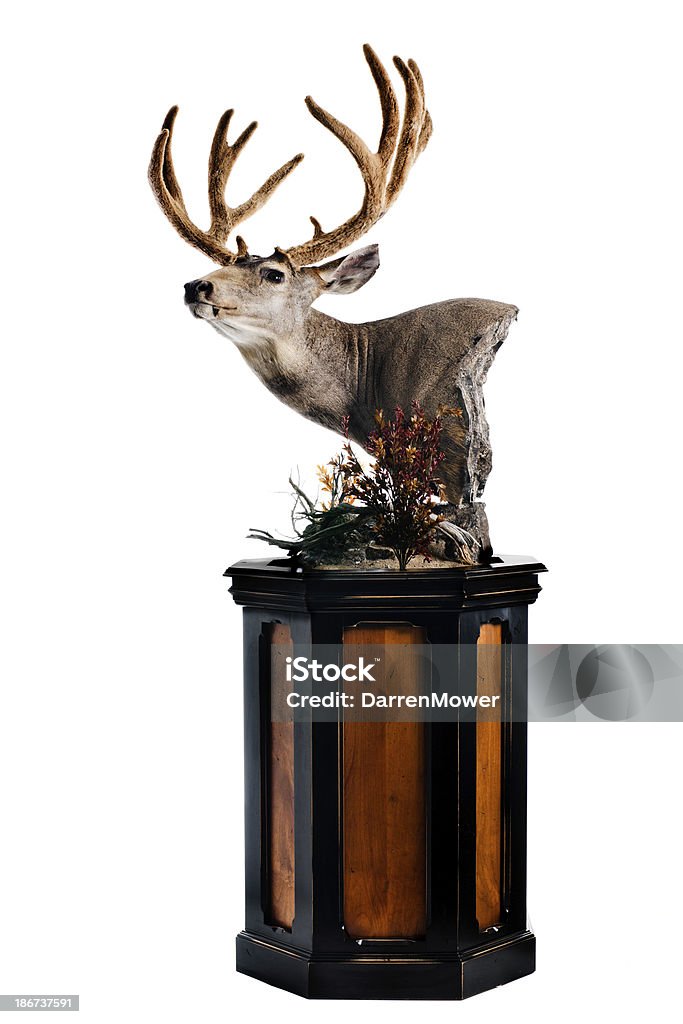 Deer de cabeza - Foto de stock de Animal muerto libre de derechos