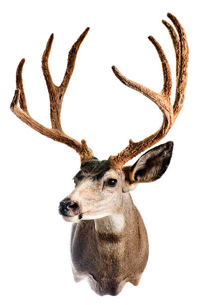 Deer Head stock photo