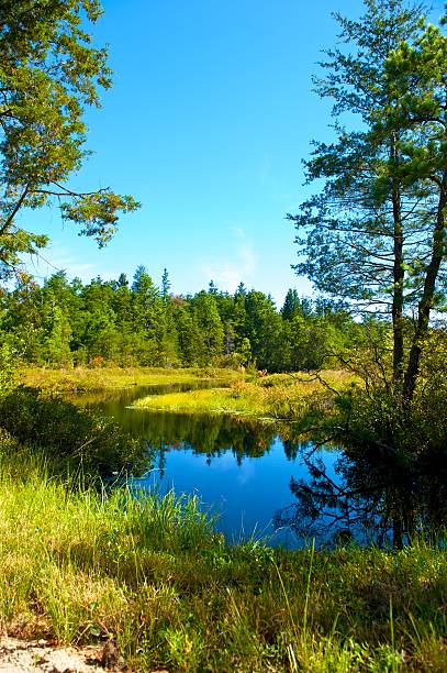 istock New Jersey wetland 186737675