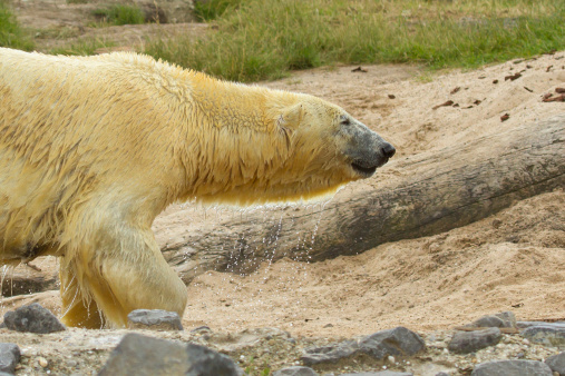 Close-up of a polarbear (icebear) in capticity (Holland)