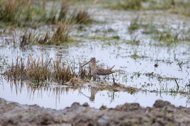 istock Snipe wader bird stood in water 1867377884