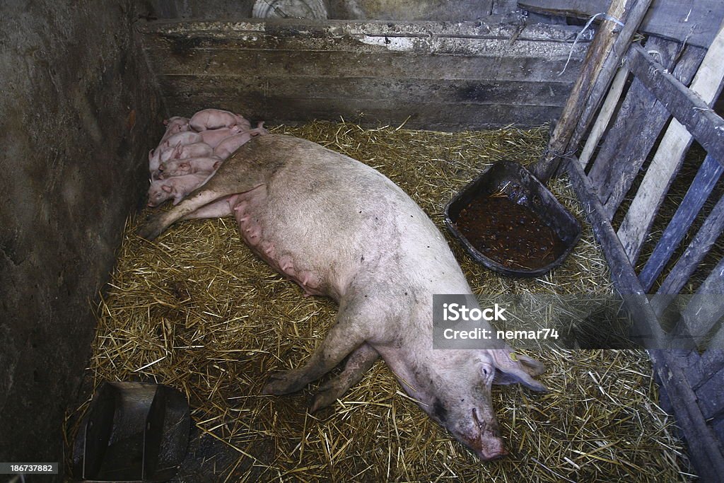 돼지 굴절률은 농장 - 로열티 프리 가축 스톡 사진