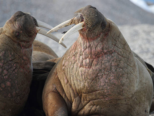 istock Arctic Walrus Sparring Svalbard Norway 186737912