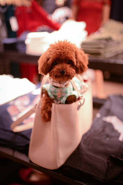 An adorable doggy in bag