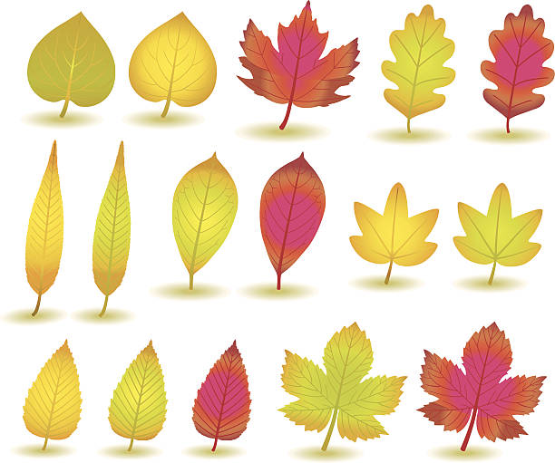ilustraciones, imágenes clip art, dibujos animados e iconos de stock de otoño leafs v:) - baumblätter