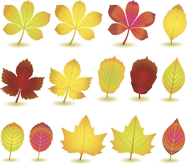 ilustraciones, imágenes clip art, dibujos animados e iconos de stock de autumnleafs vi:) - baumblätter