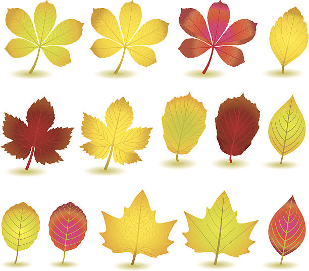 illustrazioni stock, clip art, cartoni animati e icone di tendenza di autumnleafs vi:) - baumblätter