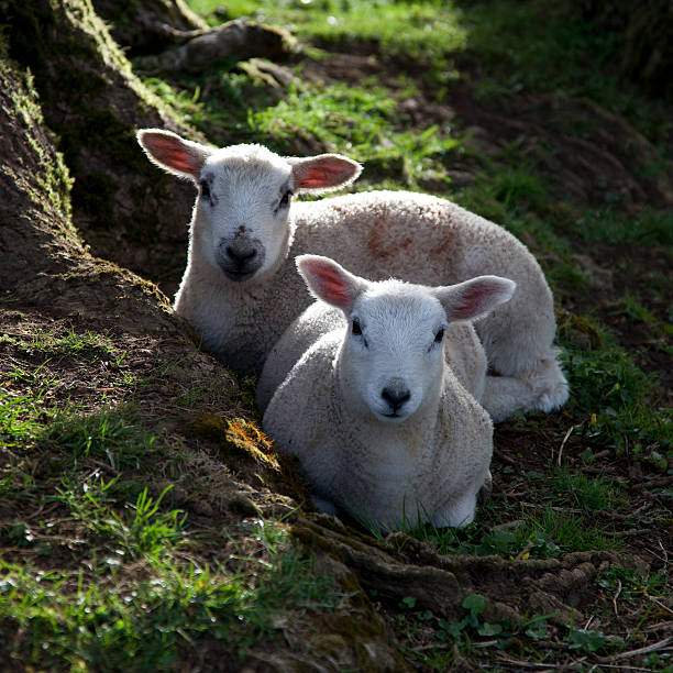 agnello di primavera - cotswold foto e immagini stock