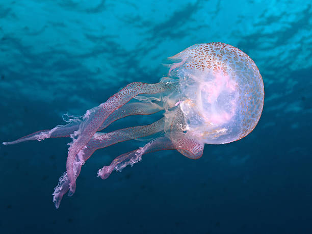 istock Luminescent jellyfish, Leuchtqualle (Pelagia noctiluca) 186738836