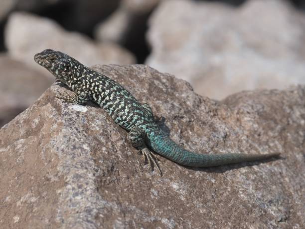 istock A large male Black Greenish Lizard sunbathes on a rock 1867393312