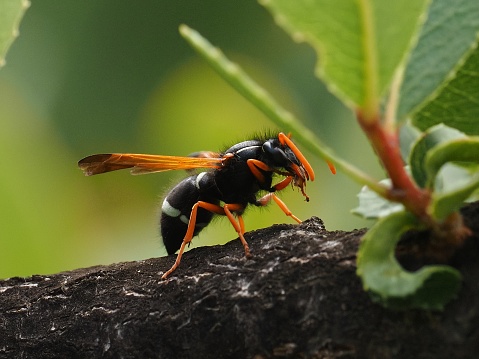 A Dunning's miner bee pollinates a Choke cherry  blossom, (Prunus virginiana) in the spring.