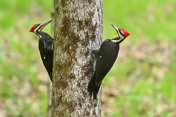 istock Pileated woodpeckers battling over territory 1867394909
