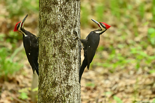 Male pileated woodpeckers (Dryocopus pileatus) facing off in spring while clinging to a tree trunk. Copy space on right. Males can be distinguished from females by their fully red crest and red stripe, or mustache, behind the bill. \