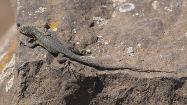 istock An immature Slender Tree Lizard on a large tree trunk in rural Chile 1867395955