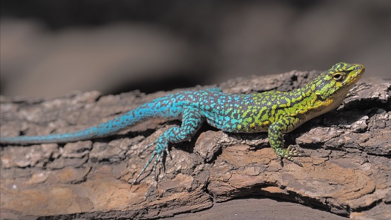 A Slender Tree Lizard (Liolaemus tenuis), sometimes also called a Blue-green Tree Lizard, showing off the brilliant skin colours of an adult lizard, and one of the most common members of the large Liolaemus genus of lizards in South America, sunbathes in the Andes foothills of rural Chile