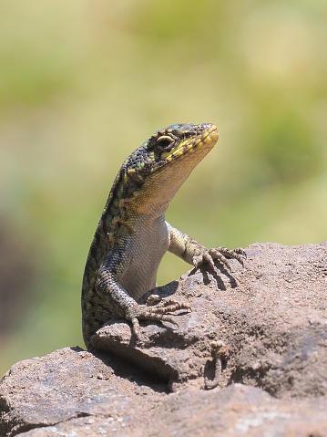 An immature Slender Tree Lizard (Liolaemus tenuis), sometimes also called a Blue-green Tree Lizard, showing just a hint of the brilliant skin colours of an adult lizard, and one of the most common members of the large Liolaemus genus of lizards in South America, sunbathes in the Andes foothills of rural Chile