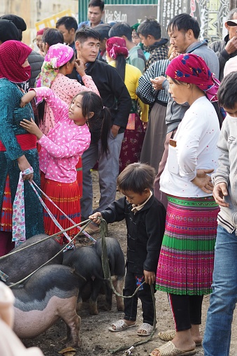 Ha Giang, Vietnam – 10.15.2023: Men, women, and children from the Hmong ethnic minority trade pigs at a market in Dong Van