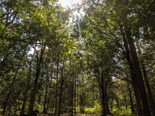 istock The big old durian tree in the forest 1867401784