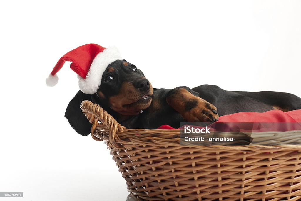 Aspetta di Babbo Natale - Foto stock royalty-free di Animale