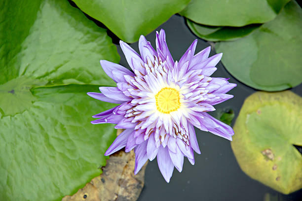 istock Purple and yellow Lotus in the pool. 186740644