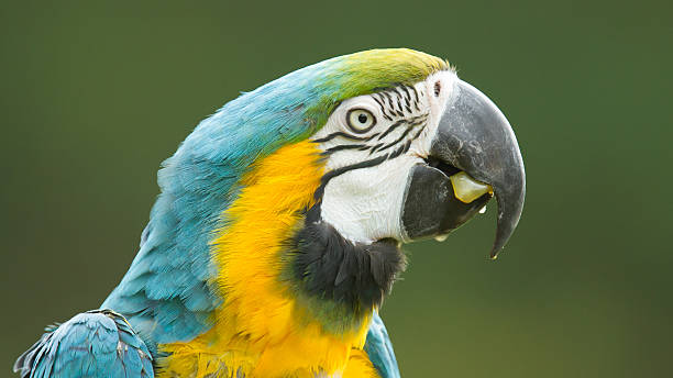 istock Close-up of a macaw parrot 186740736
