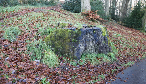 Stump of a very old tree in a park in Derry, Northern Ireland. stock photo