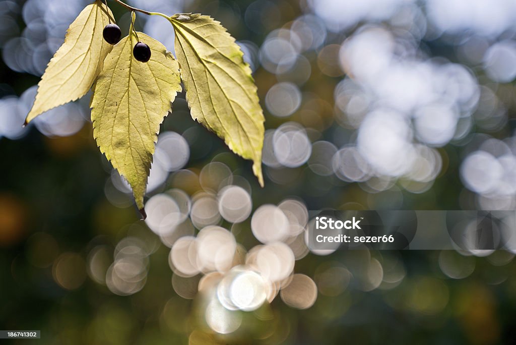 Feuille verte et de concentrer en arrière-plan - Photo de Arbre à feuilles caduques libre de droits