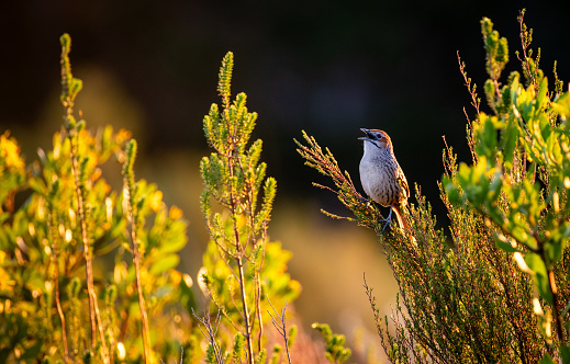 A Grassbird sings out the day as the sun sets over Swellendam