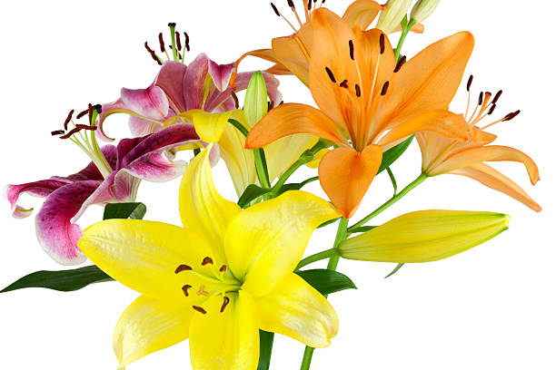 istock Bouquet of lilies 186741413