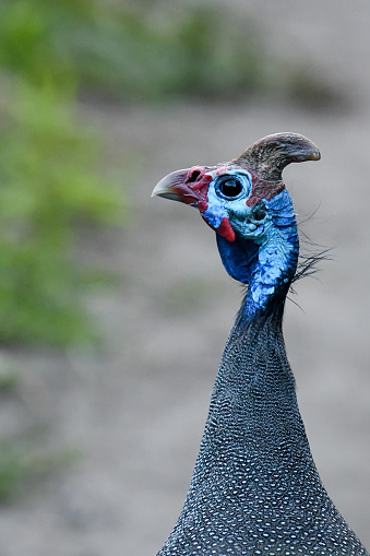 A Helmeted Guineafowl in the Wilderness Forest