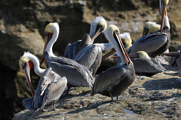 istock Brown Pelican Resting on Coastal Rocky Shore 186742032