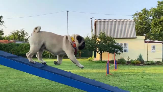 Cute pug training agility outdoors
