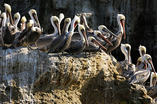 istock Brown Pelican Resting on Coastal Rocky Shore 186743096