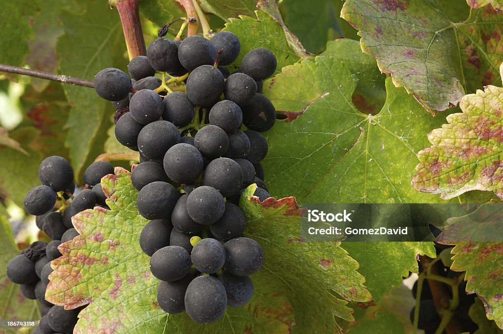 Close-up of Зинфандель вино и виноград на виноградной лозы - Стоковые фото Без людей роялти-фри