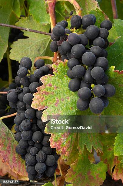 Closeup De Uvas Para Vinho Na Videira Zinfandel - Fotografias de stock e mais imagens de Agricultura - Agricultura, Ao Ar Livre, Flora