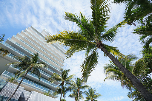 Looking up through the palm trees to blue sky in  Miami South Beach