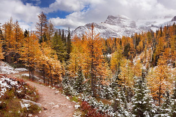 Beautiful bright larch trees in fall, with the first snow dusting on the ground. Photographed in Larch Valley, high above Moraine Lake in Banff National Park, Canada.
