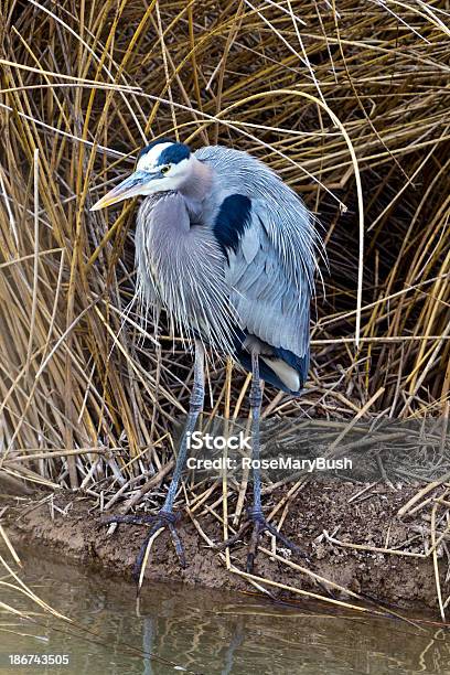 Wielka Czapla Niebieska - zdjęcia stockowe i więcej obrazów Bez ludzi - Bez ludzi, Biały, Bosque del Apache National Wildlife Reserve