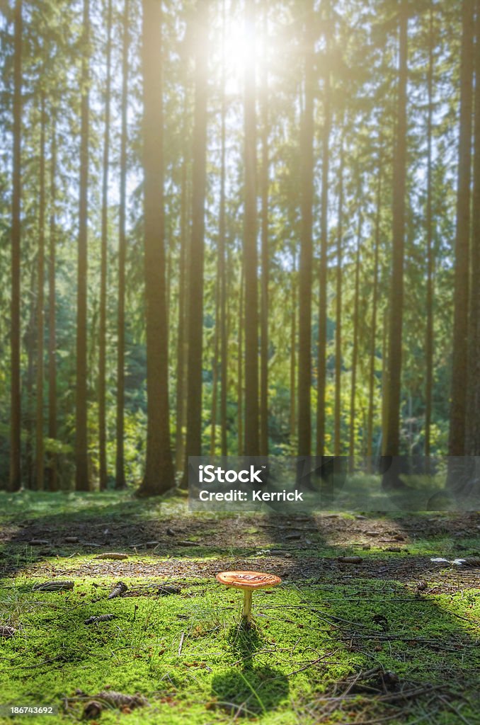 Sonnenlicht in pine forest mit Pilzen - Lizenzfrei Baum Stock-Foto