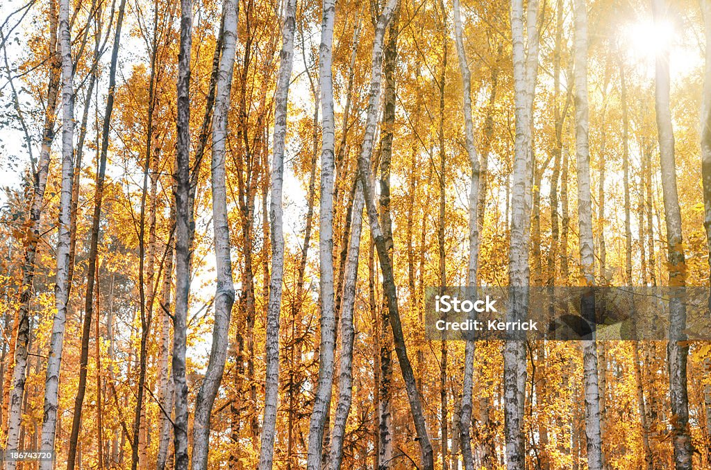 Birken in den Herbst - Lizenzfrei Baum Stock-Foto