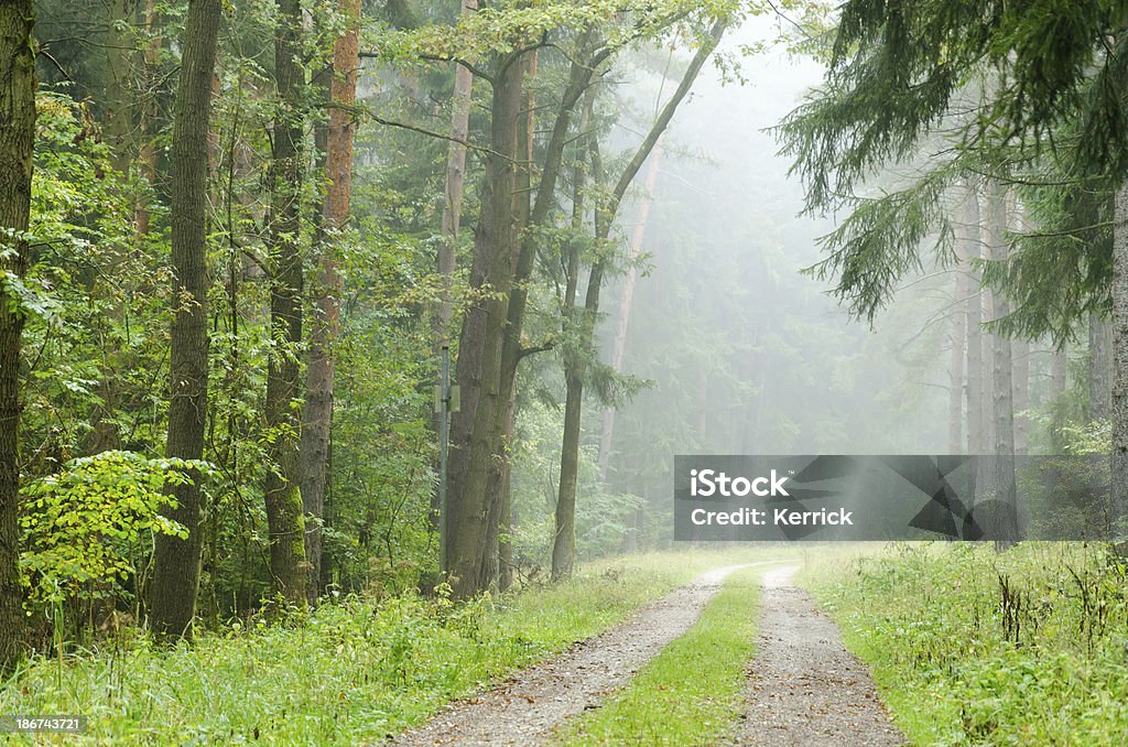 Nebel und Regen in einem Pinienwald - Lizenzfrei Baum Stock-Foto