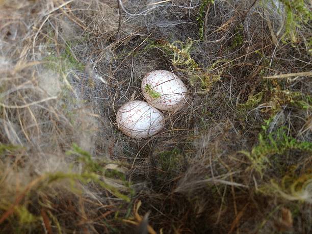 istock Nest of great tit (parus major) with two eggs 186743723