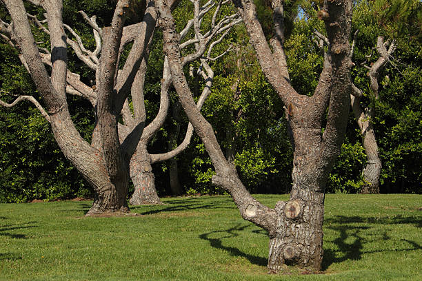Multi Trunk Tree 480+ Multi Trunk Stock Photos, Pictures & Royalty-Free Images - iStock