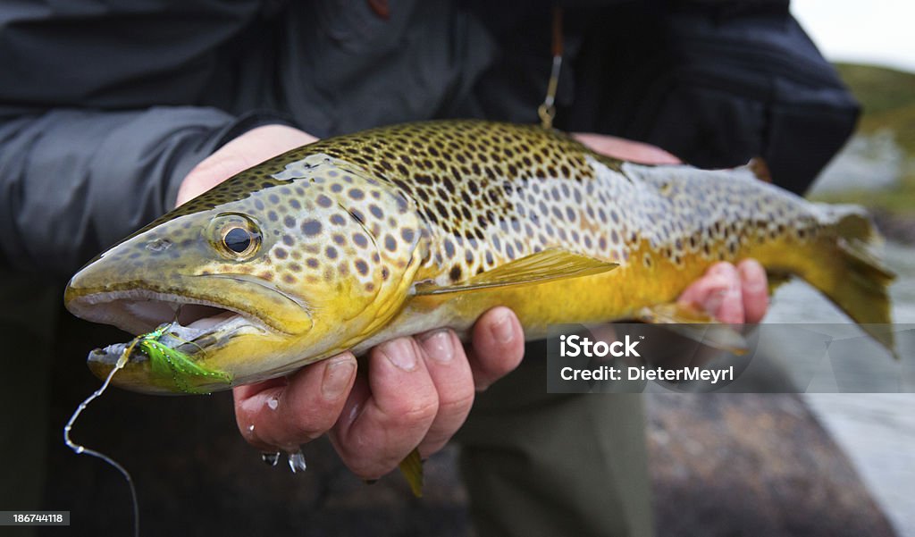 Trucha común-Salmo trutta - Foto de stock de Trucha libre de derechos